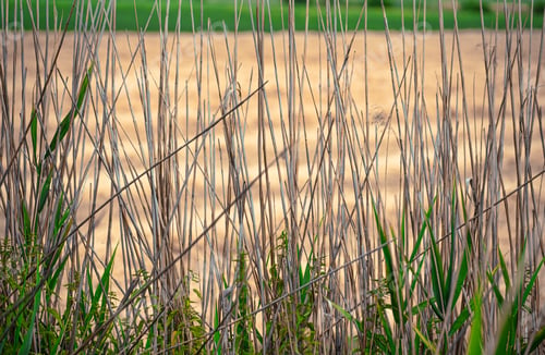 Preview: Closeup shot of the dried plants