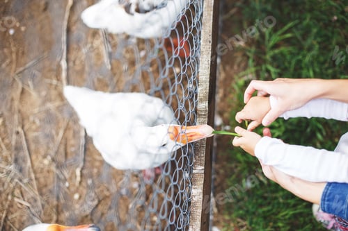 Preview: children feed geese grass over the fence. view from above