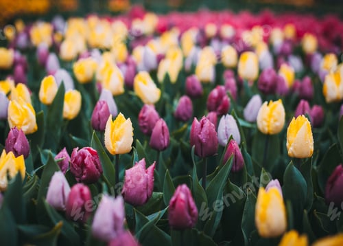 Preview: Tulips. Beautiful multicolored flowers in spring park, floral ba