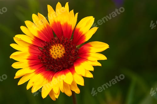 Preview: Flower with colorful petals