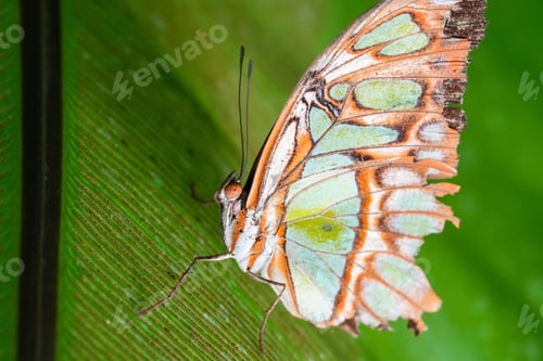 Preview: Macro shot of a beautiful bright patterned butterfly on a plant