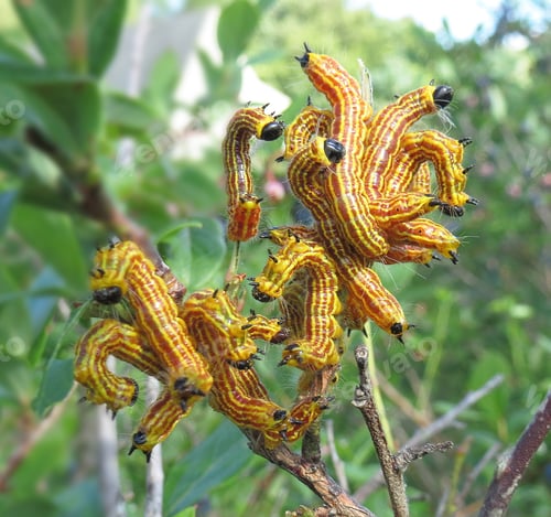 Preview: Swarm of yellow-necked caterpillars eating a blueberry bush.