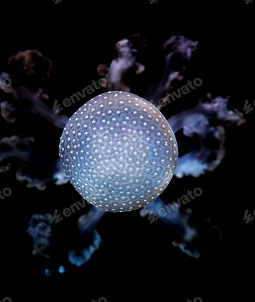 Preview: Close-up Of Jellyfish Swimming In Sea