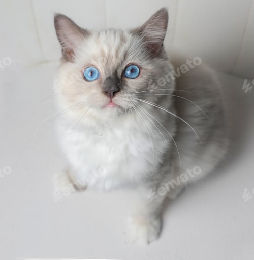 Preview: Ragdoll kitten photo shoot indoors. 14 week old ragdoll kitten.
