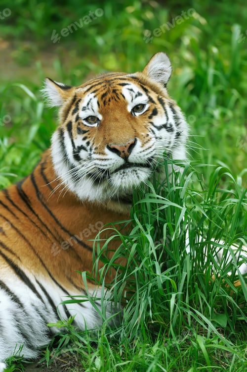 Preview: Tiger