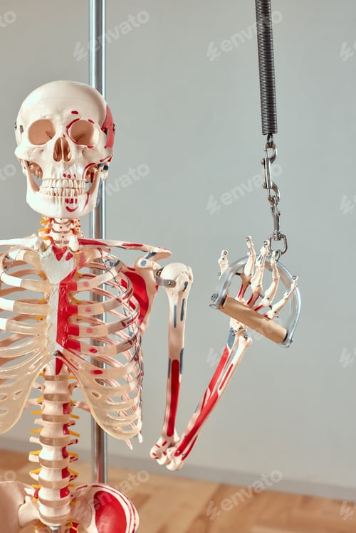 Preview: Skeleton, biology, anatomy and fitness learning. Pilates, healthy lifestyle.