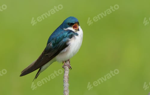 Preview: Closeup shot of a Swallow bird on a tree branch