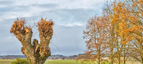 Preview: The colors of autumn - Marselisborg Forests