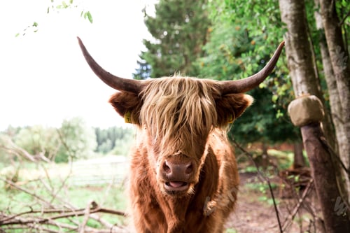 Preview: Highland cattle in its natural environment