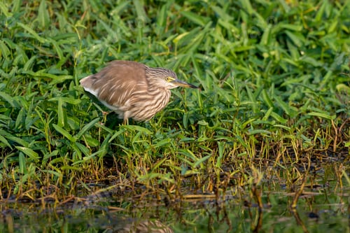 Preview: Indian Pond heron bird in the grass looking for food