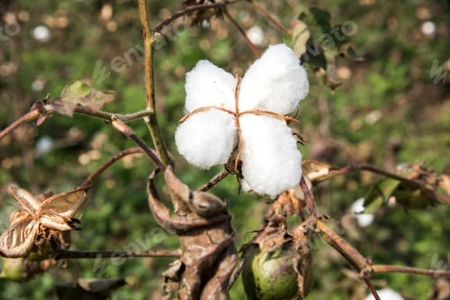 Preview: Closed up cotton blossom ready for harvesting,cotton tree