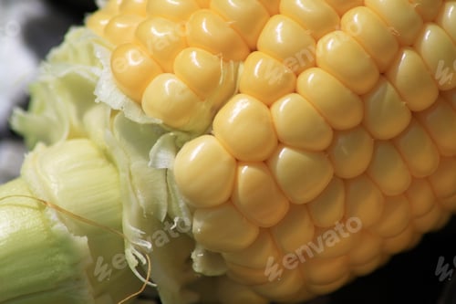 Preview: Corn