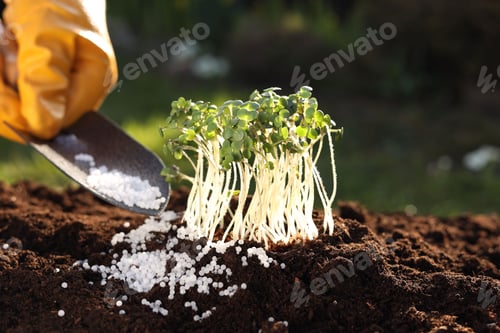 Preview: Man fertilizing soil with growing young microgreens outdoors, selective focus