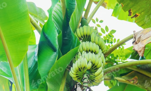 Preview: nature