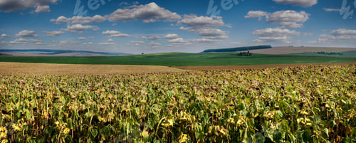 Preview: panoramic view of field of sunflowers in the foreground and an agricultural landscape on the horizon