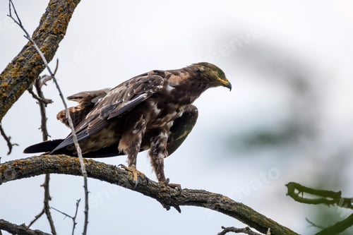Preview: Greater spotted eagle or Clanga clanga