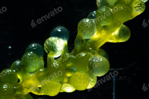 Preview: green alga laboratory research, alternative biofuel energy technology, biotechnology concept