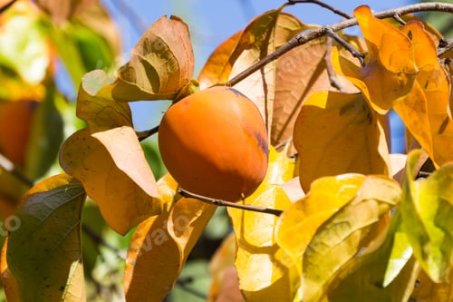 Preview: Orange persimmons hanging on tree, California