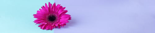 Preview: Flower composition. Creative layout made of pink Gerbera Daisy single flower. Close up.