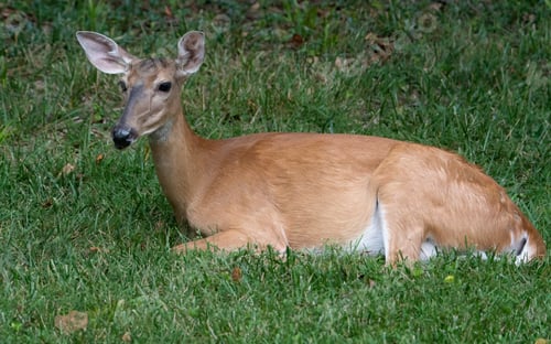 Preview: Whitetailed Doe Bedding Down