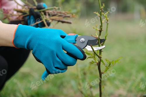 Preview: Closeup of gardeners hand with garden pruner making spring pruning of rose bush.