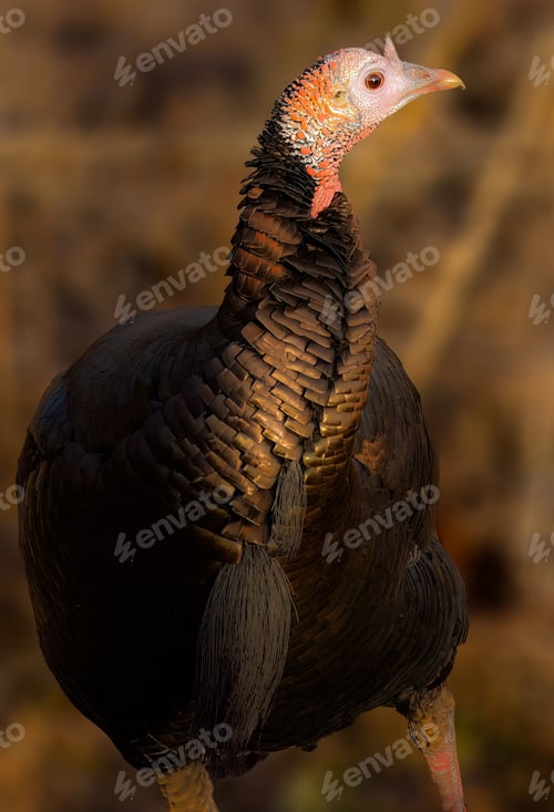Preview: Selective focus of Bronze turkey against a sunlit blurred background