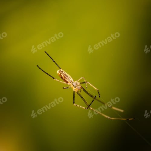 Preview: Close-up shot of Tetragnatha montana, known as the silver stretch spider.