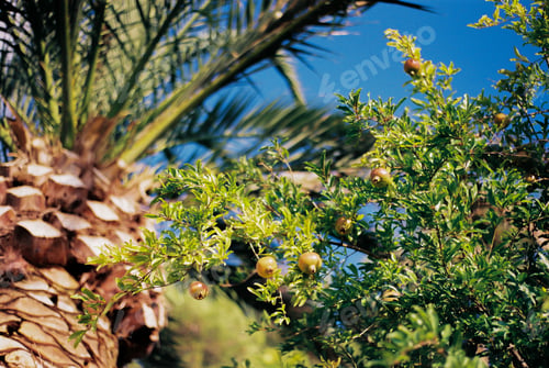 Preview: Yellow pomegranates on the green branches of a tree next to a date palm