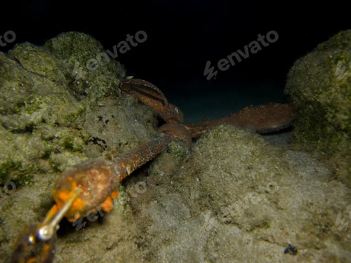 Preview: Folding grapnel anchor stuck underwater
