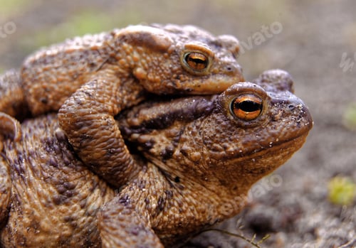 Preview: Common toads in the course of the copulation.View from the side