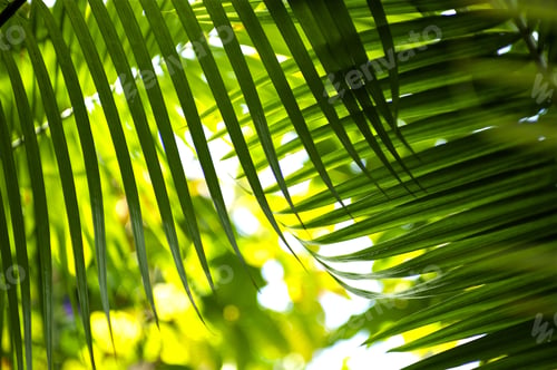 Preview: Jungle Palm Leafs