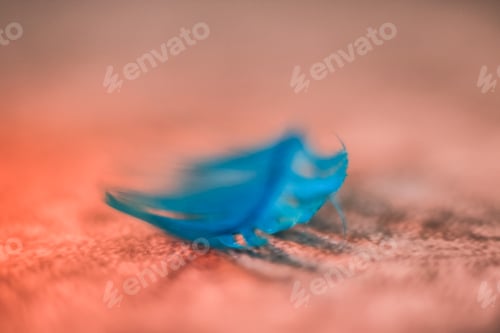 Preview: Beautiful blue macro feather on a red background