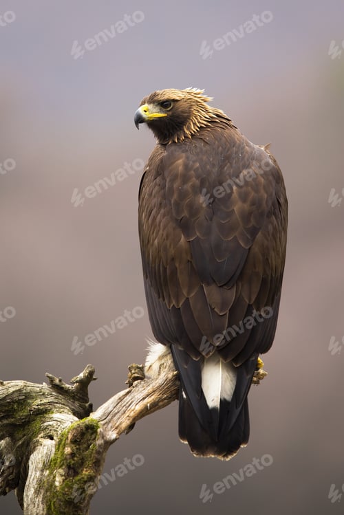 Preview: Impressive golden eagle sitting on a branch from rear view