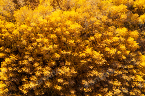 Preview: Aerial view of Forest in Autumn with Fall Colors