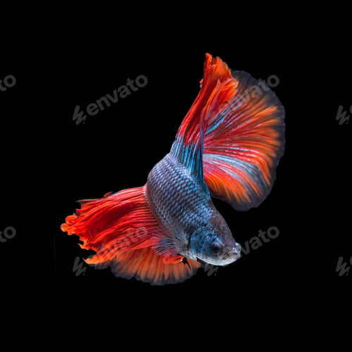 Preview: Betta fish, siamese fighting fish