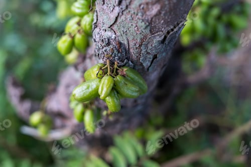 Preview: Averrhoa bilimbi, the fruit that grows on the trunk of the tree