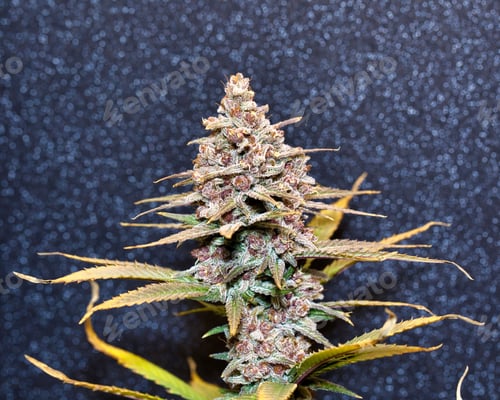 Preview: Closeup shot of the therapeutic and medicinal cannabis, marijuana