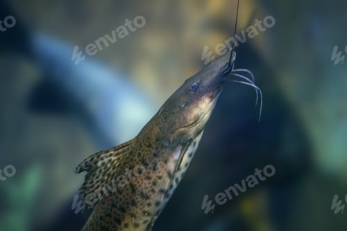 Preview: Jundiara Catfish (Pseudoplatystoma sp x Leiarius marmoratus) - Hybrid Freshwater Fish