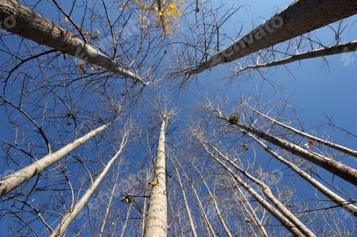 Preview: Poplar trees