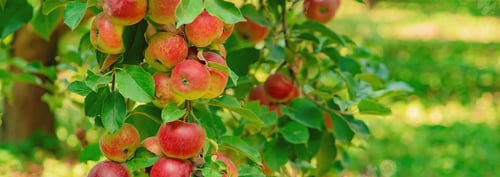 Ripe Red Apples on Tree Branch in Orchard