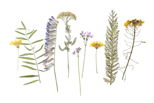 Preview: Wild dried meadow flowers on white background, top view