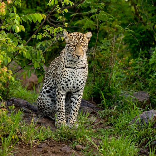 Preview: Leopard in the serengeti national reserve