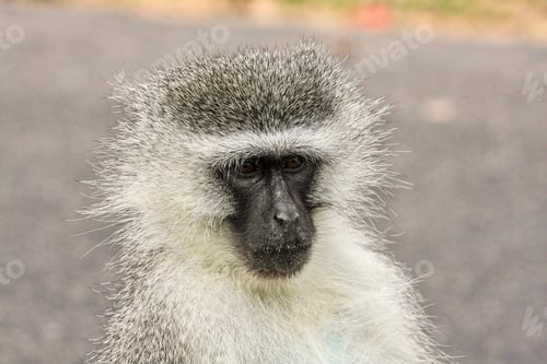 Preview: Vervet monkey