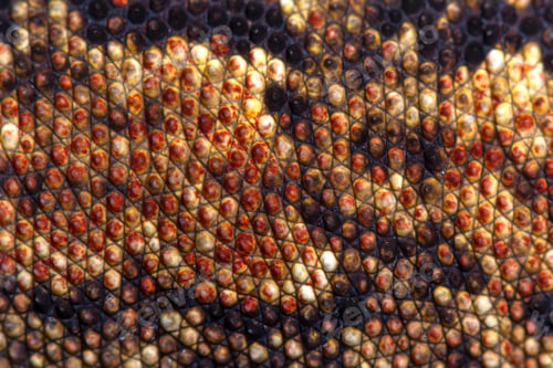 Preview: Close-up on a New Caledonia bumpy gecko skin, Rhacodactylus auri