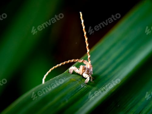 Preview: Lophopid planthopper nymph