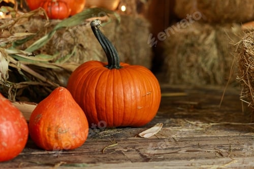 Preview: Pumpkins on a wooden floor in a barn. Harvested autumn crop.