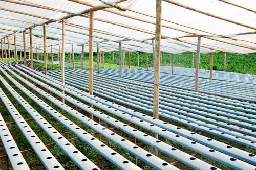 Preview: Hydroponics vegetable farm