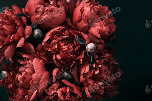 Preview: Surreal peonies bouquet on black background, soft focus. Dark Spring or summer floral background. Fe