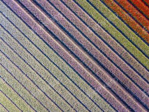 Preview: Aerial view Tulip field