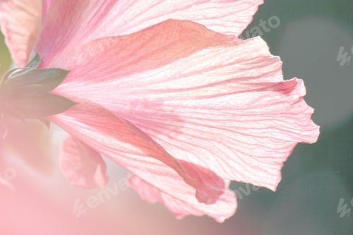 Preview: Veins on the pink petals of a Hibiscus flower in soft sunlight